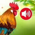 Dierengeluiden & Vogelgeluiden