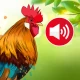 Dierengeluiden & Vogelgeluiden
