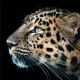 Cheetah Leopard Wallpaper