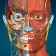 Anatomy Learning - 3D解剖学 icon