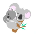 Babykoala