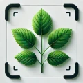 Planten Herkennen - Plantio