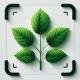 Planten Herkennen - Plantio