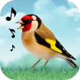 Vogelgeluiden icon
