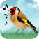 鳥の鳴き声 icon