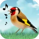 Vogelgeluiden