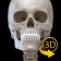 Esqueleto | Anatomia 3D icon