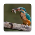 Birds Of Europe Guide