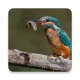 Birds Of Europe Guide