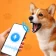 Tradutor De Cachorro Divertido icon