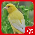 Sonidos de Canarios. Cantos.