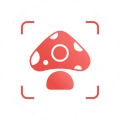 Picture Mushroom - Mushroom ID
