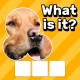 Zoom Quiz: Jogo de Imagens