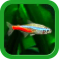 熱帯魚育成「ミニアクア」癒しのアクアリウム体験