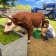 jogo sim de fazenda de animais icon