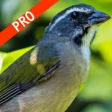 Cantos de Trinca Ferro Pro icon