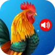 Tonos de animales y pájaros icon