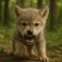 The Wolf: RPG Jogo de Animais icon