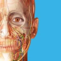 Atlante di anatomia umana 2026