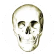 Anatomi Testi icon