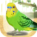 癒しのインコ育成ゲーム