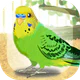 癒しのインコ育成ゲーム