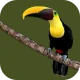 Animals of Costa Rica