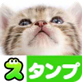 猫スタンプ(実写スタンプ)
