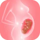Gravidanza: segui il bambino