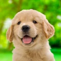 わんこと私 - 子犬のペット育成ゲーム