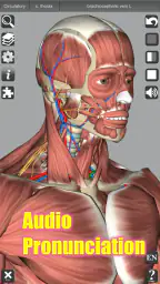 3D Anatomy 3