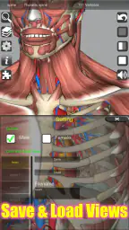 3D Anatomy 4