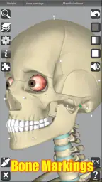 3D Anatomy 5
