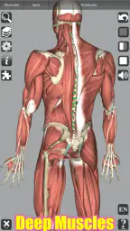 3D Anatomy 7