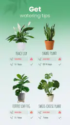 Blossom - Plant Identifier 4
