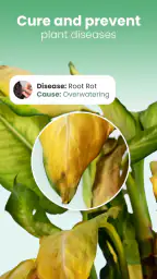 Blossom - Plant Identifier 7
