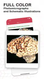 Board Review Series-Pathology 6