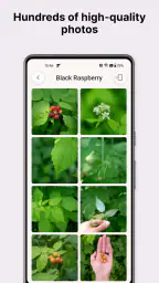 Gather: The Foraging App 6