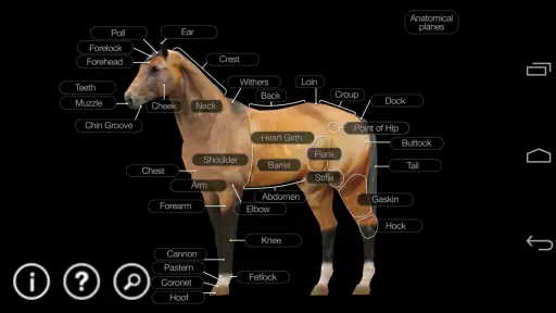 Horse Anatomy: Equine 3D 1
