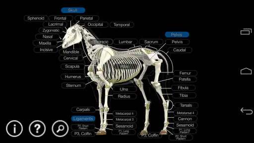 Horse Anatomy: Equine 3D 2
