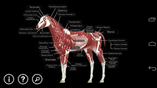 Horse Anatomy: Equine 3D 3