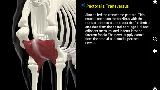 Horse Anatomy: Equine 3D 4