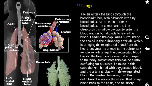 Horse Anatomy: Equine 3D 5