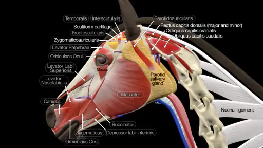 Horse Anatomy: Equine 3D 6