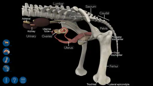 Horse Anatomy: Equine 3D 7