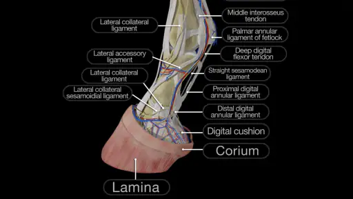 Horse Anatomy: Equine 3D 8