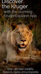 KrugerExplorer 2
