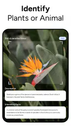 Lens AI & Reverse Image Search 8