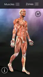 Muscle Trigger Point Anatomy 1