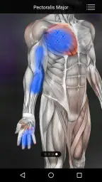 Muscle Trigger Point Anatomy 2